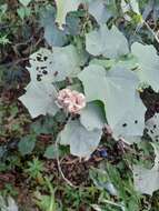 Image of Hibiscus indicus var. integrilobus (S. Y. Hu) K. M. Feng