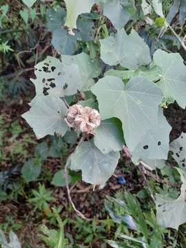 Image of Hibiscus indicus var. integrilobus (S. Y. Hu) K. M. Feng