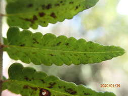 Image of spleenwort maiden fern