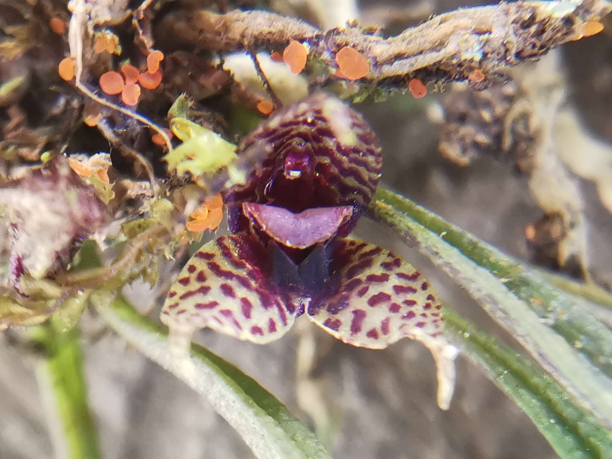 Image of Dryadella simula (Rchb. fil.) Luer