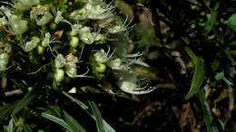 Image of Echium leucophaeum Webb ex Sprague & Hutchinson