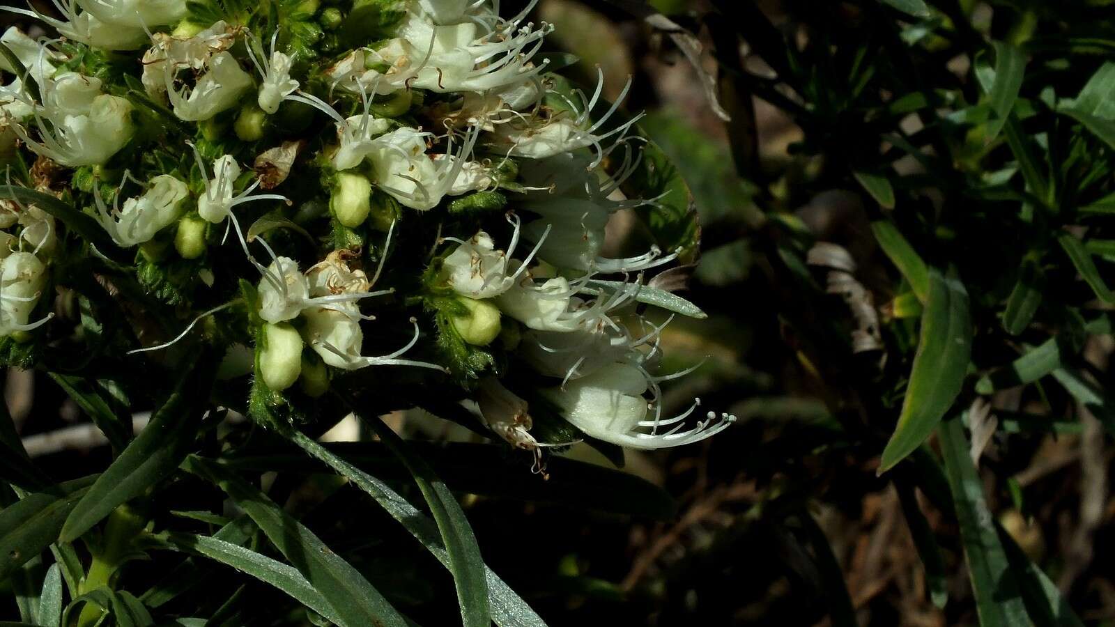 Image of Echium leucophaeum Webb ex Sprague & Hutchinson