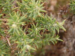 Image de Ulex micranthus Lange