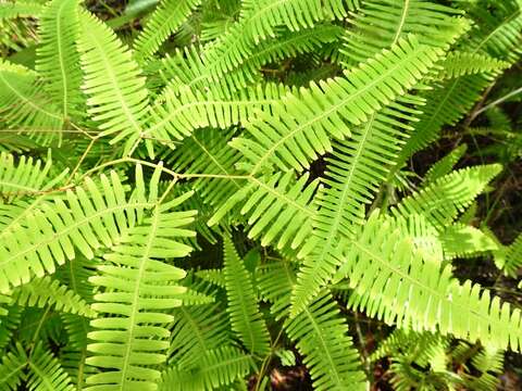 Image of Gleichenella