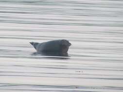 Image of Arctic ringed seal