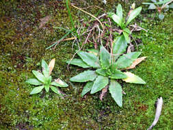 Image of Plantago triandra Bergg.