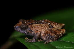 Image of Raorchestes parvulus (Boulenger 1893)