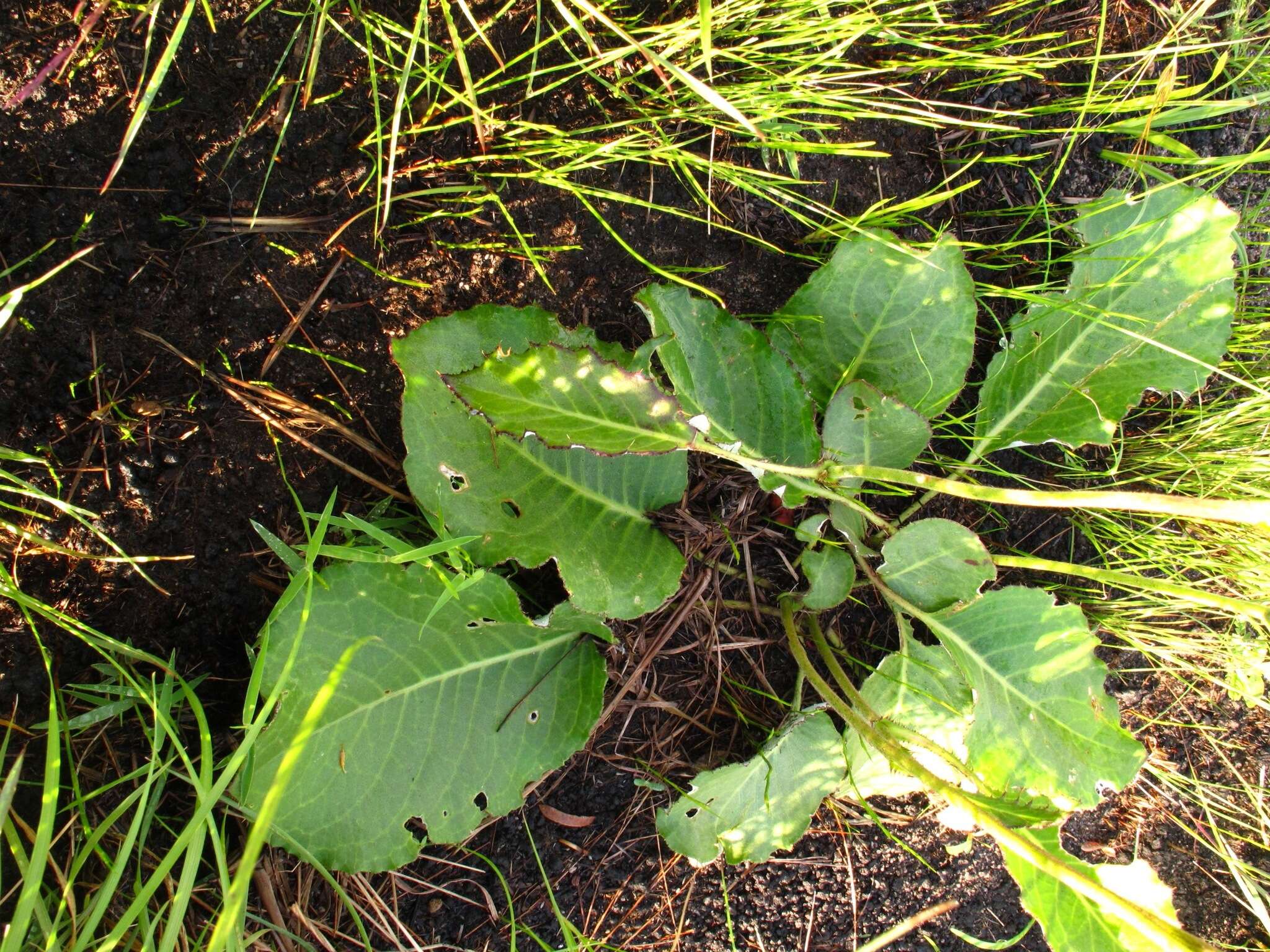 Image of Berkheya speciosa (DC.) O. Hoffm.