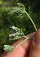 Image of rough boneset