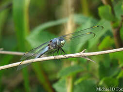 Image of Comanche Skimmer