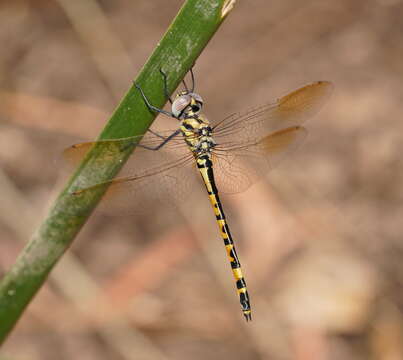 Image of Yellow-spotted Emerald