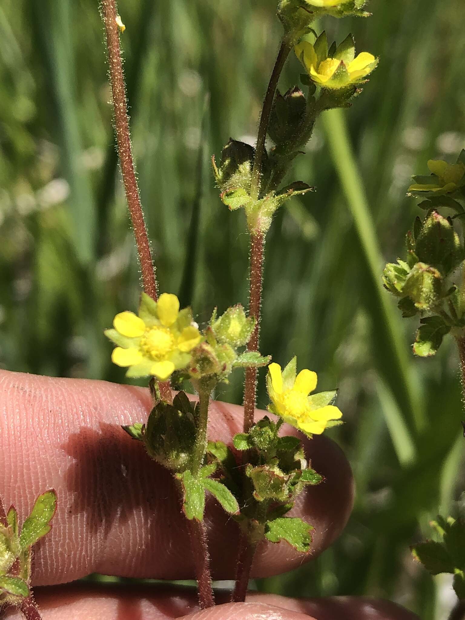 Image of biennial cinquefoil