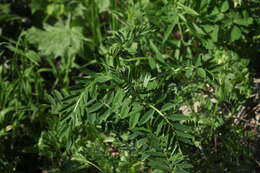 Image of Vicia balansae Boiss.