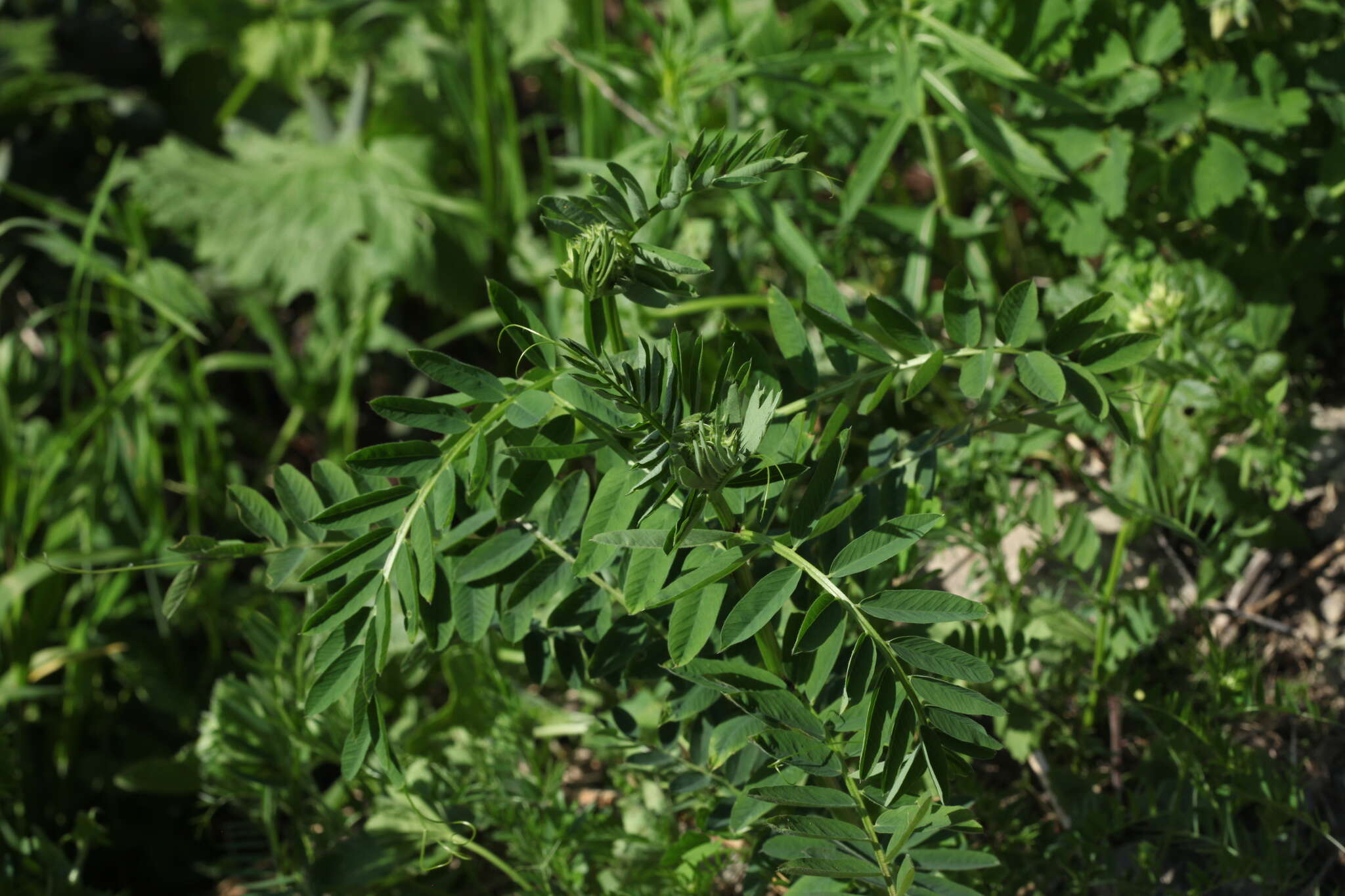 Image of Vicia balansae Boiss.