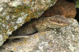 صورة Pristidactylus achalensis (Gallardo 1964)