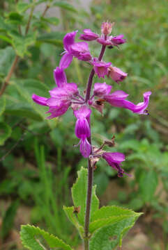 Ocimum serratum (Schltr.) A. J. Paton的圖片