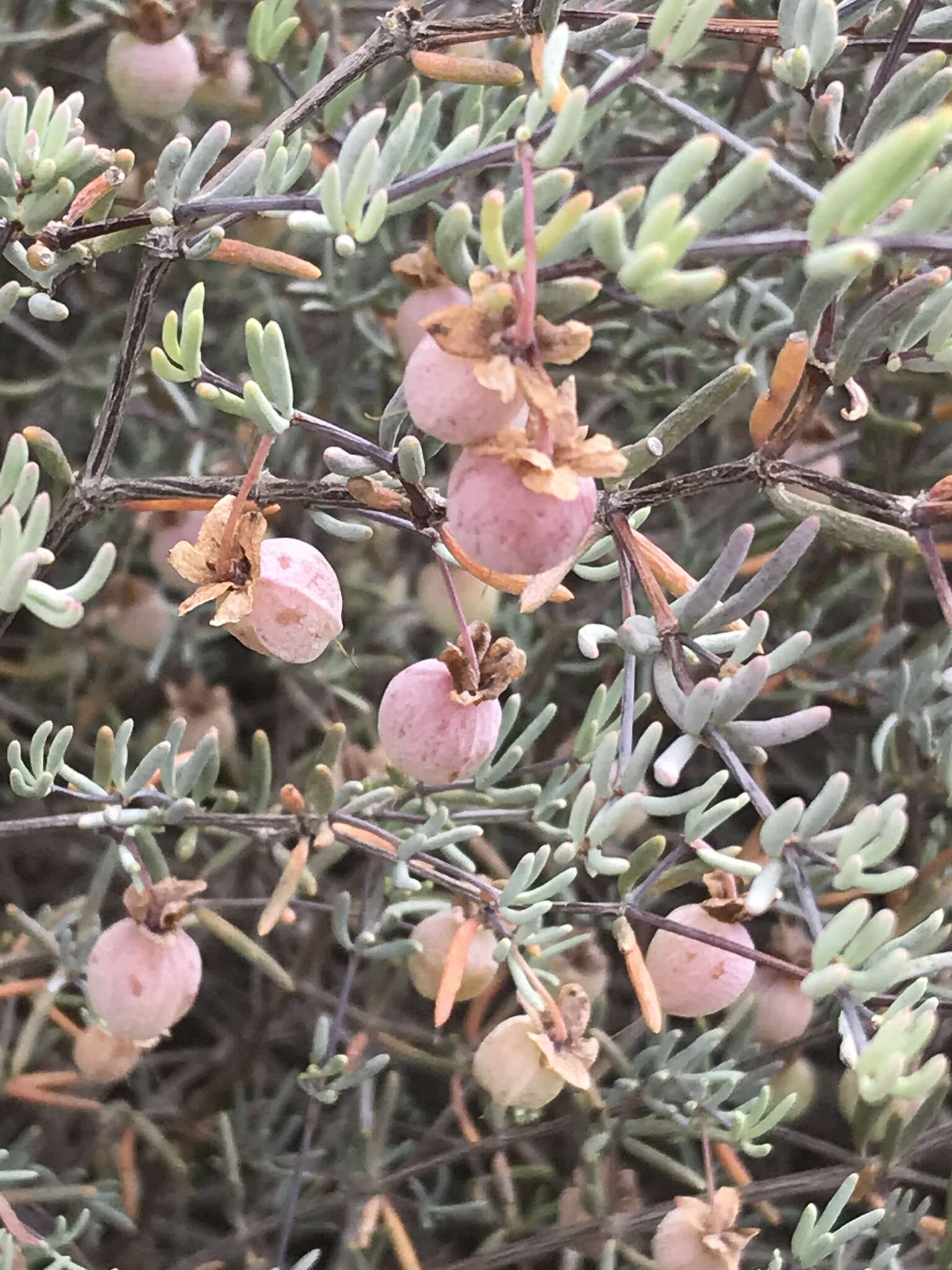 Sivun Roepera spinosa (L.) Beier & Thulin kuva