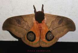 Image of Automeris hamata Schaus 1906