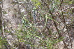 Plancia ëd Manihot subspicata D. J. Rogers & Appan