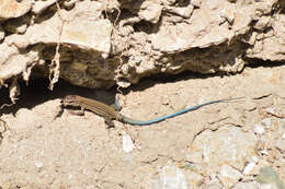 Image of Many-lined Whiptail