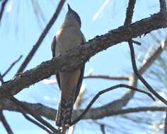 Image of Fan-tailed Cuckoo