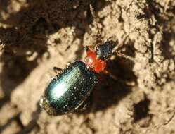 Image of Lebia (Lamprias) cyanocephala (Linnaeus 1758)