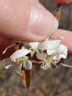 Image of Pacific serviceberry