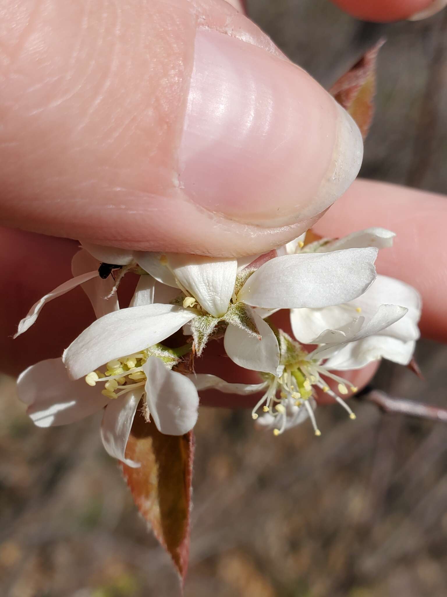 Image de Amelanchier interior Nielsen