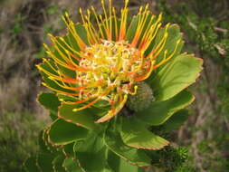 Image of Leucospermum praecox Rourke