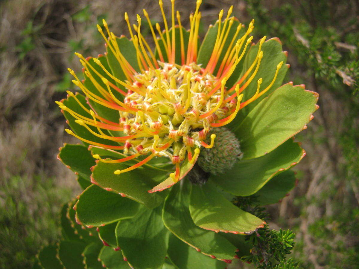 Image of Leucospermum praecox Rourke