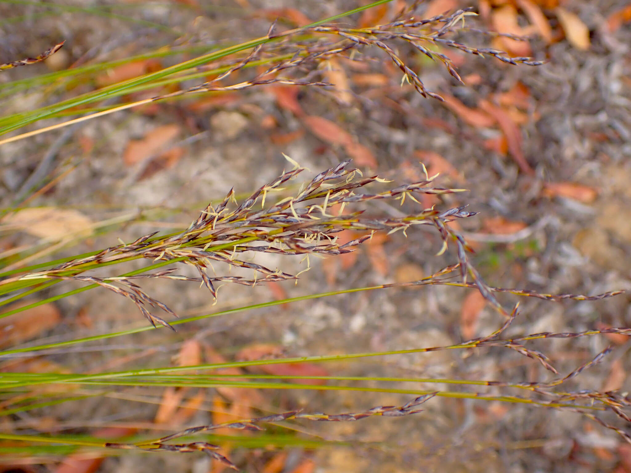 Image of Lepidosperma semiteres Boeckeler