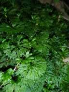 Image of Hymenophytaceae