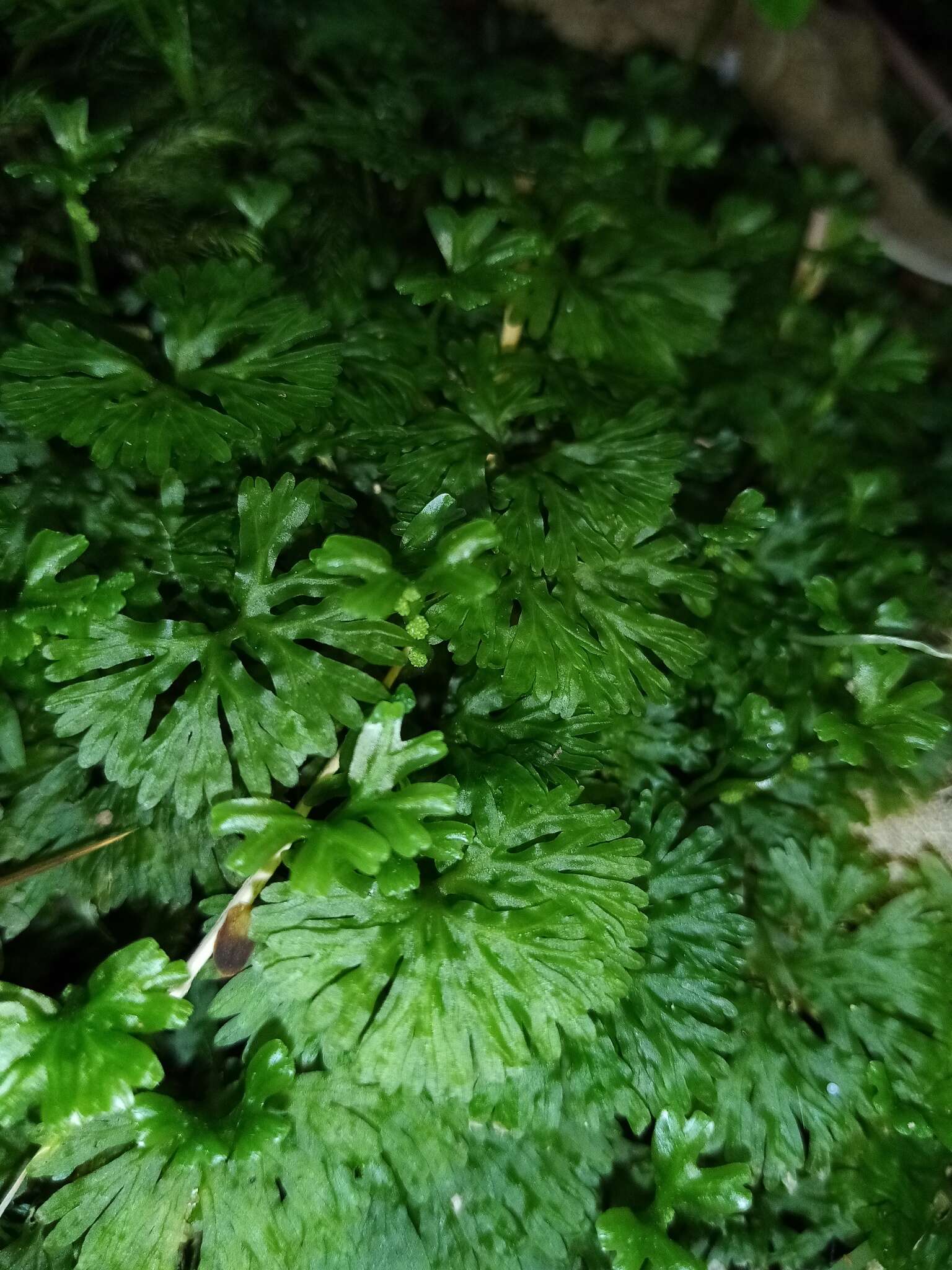 Imagem de Hymenophytaceae