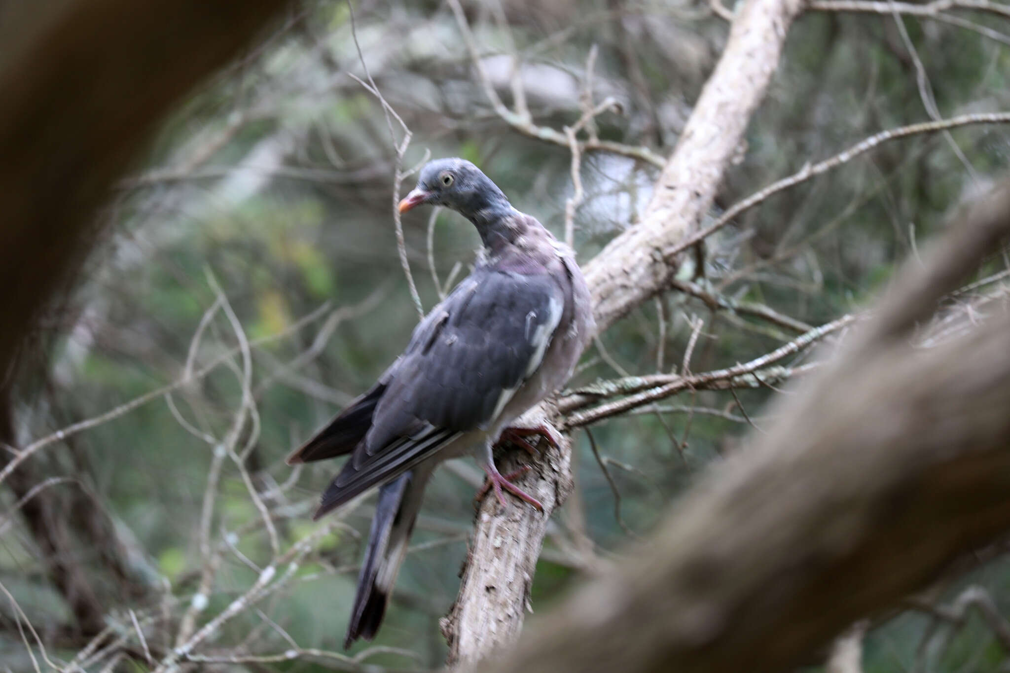 Image de Columba palumbus azorica Hartert 1905