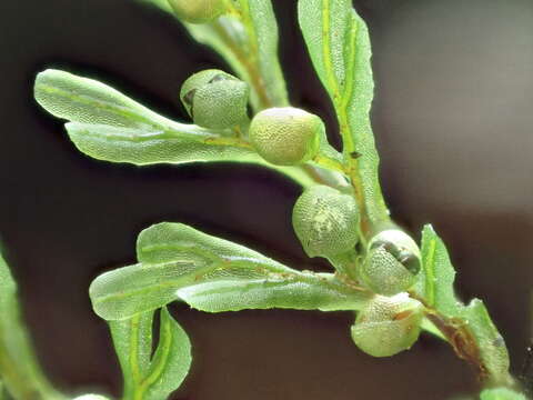 Image de Hymenophyllum villosum Col.