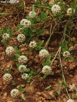 Image of sharp-tooth clover