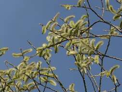 Image of Sachalin Willow