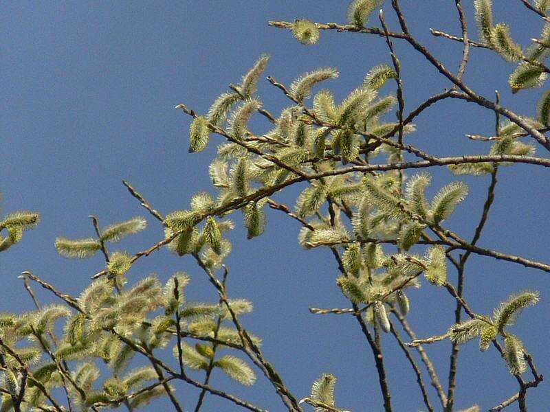 Image of Sachalin Willow