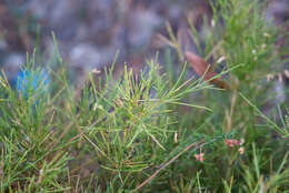 Image of Genista acanthoclada DC.