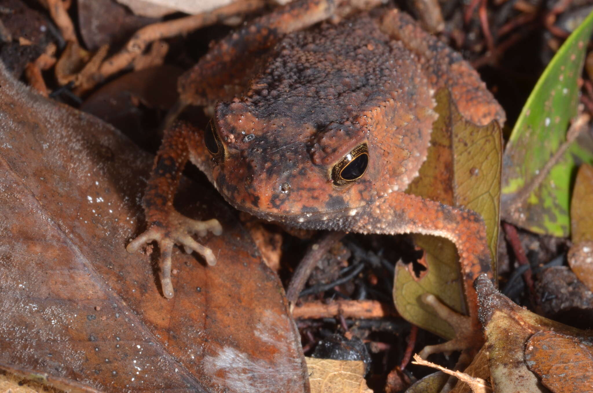 صورة Sclerophrys camerunensis (Parker 1936)