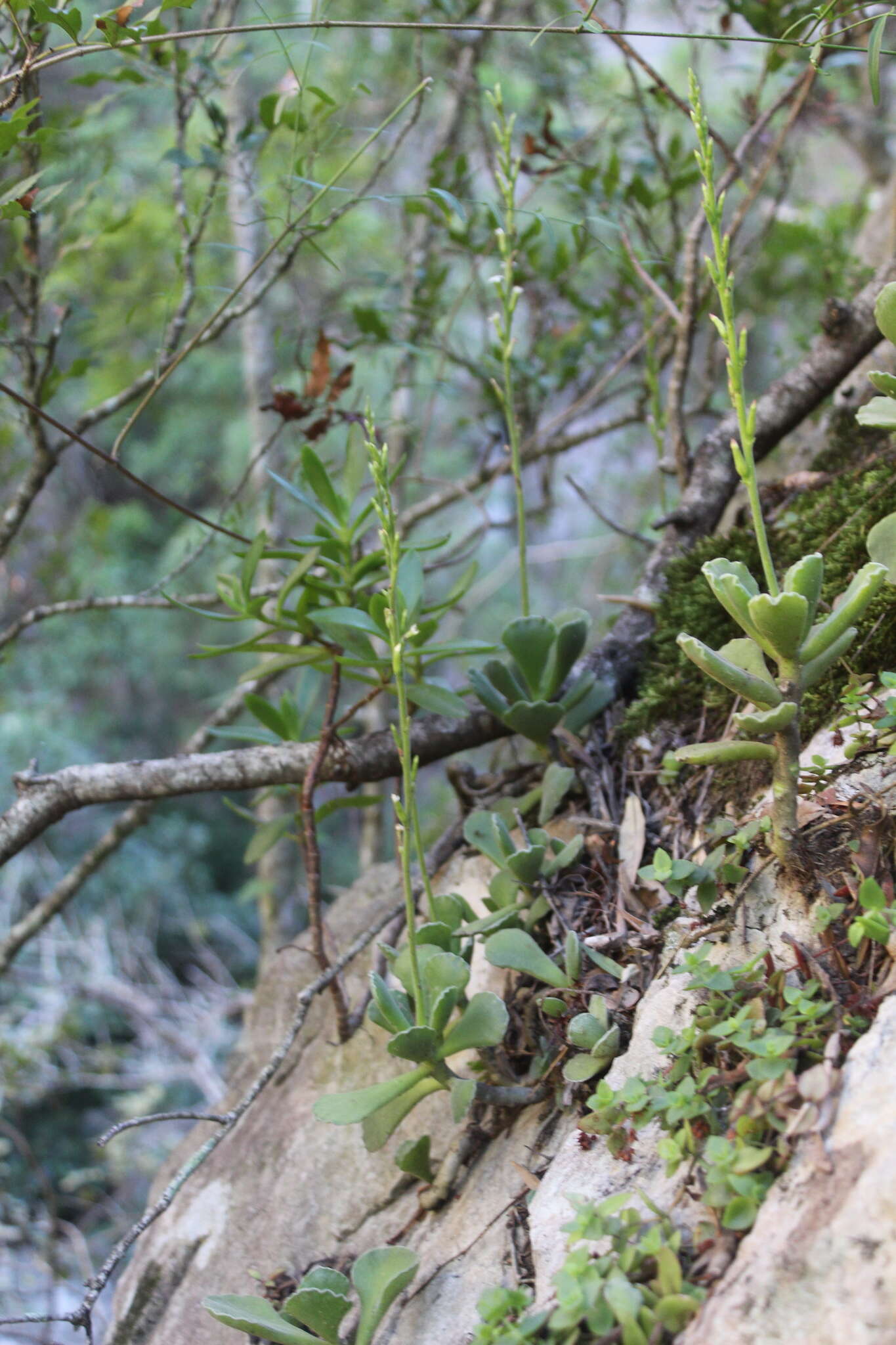 Imagem de Adromischus cristatus var. zeyheri (Harv.) Tölken