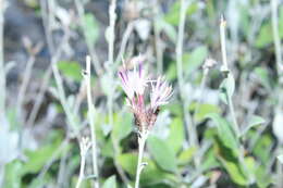 Image of Staehelina uniflosculosa Sibth. & Sm.