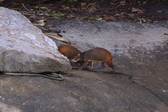 Image of Brazilian Agouti