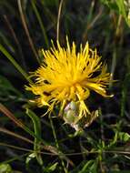 Image of Centaurea rupestris L.