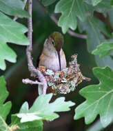 Image of Broad-tailed Hummingbird