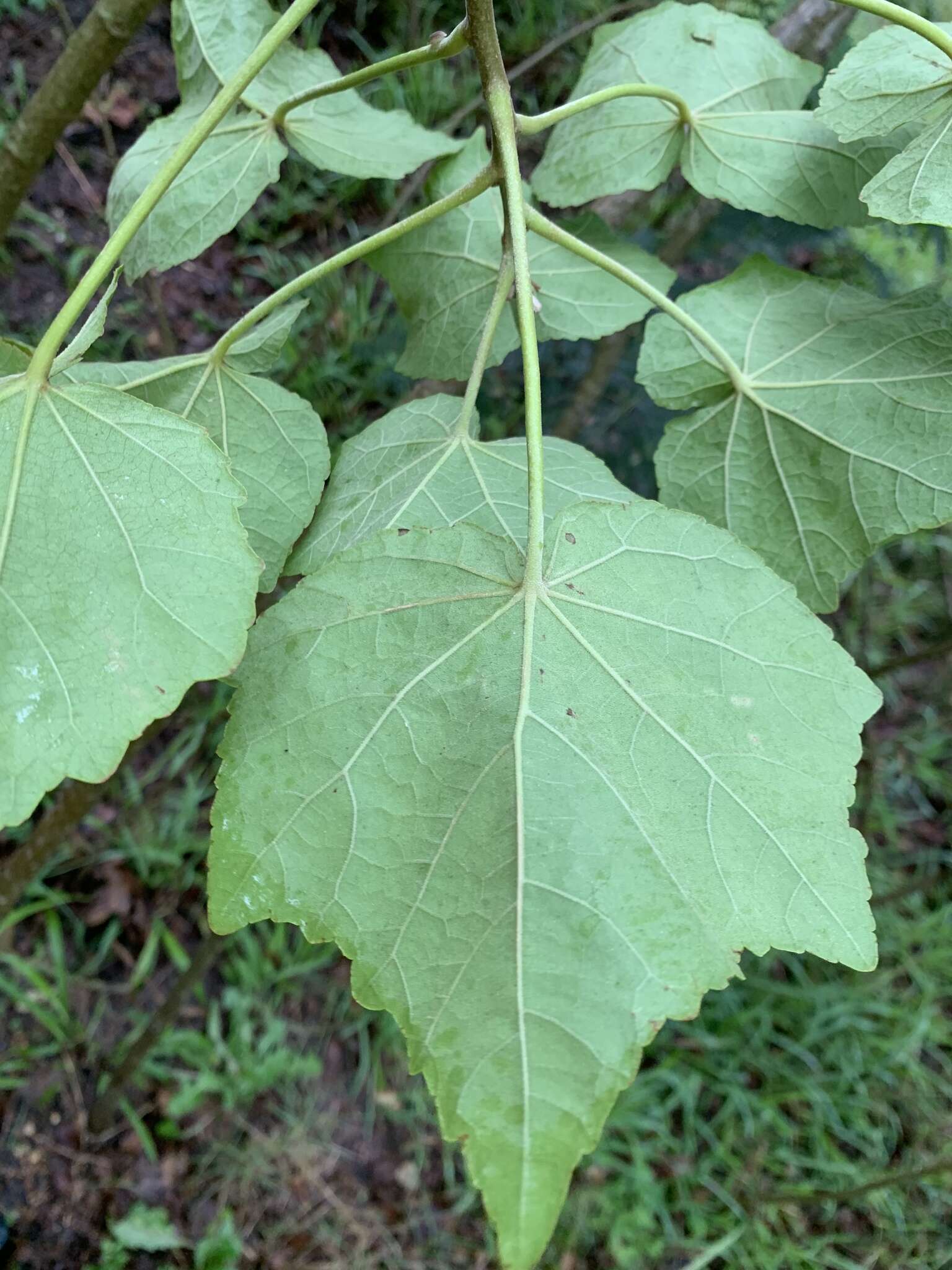 Image of Dixie rosemallow