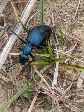 Image of Buttercup Oil Beetle