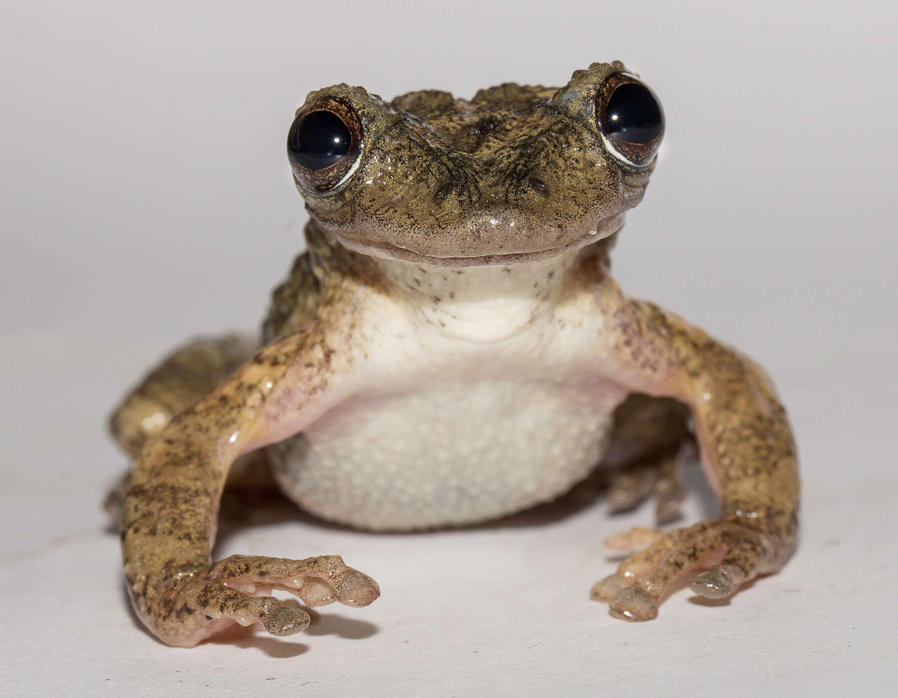 Image of Corythomantis greeningi Boulenger 1896