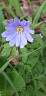 Image of blue anemone