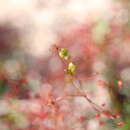 Image of Drosera moorei (Diels) A. Lowrie